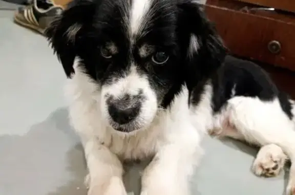 Собаки потеряшки, , фото: Потеряшка собака, бульвар Гая 12, Тольятти