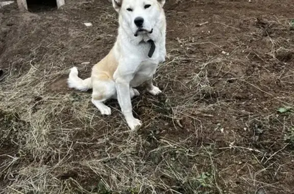 Пропала собака в Хатассы, Якутия