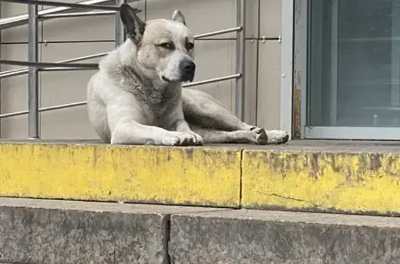 Собака найдена: Курчатова, 5В, Челябинск