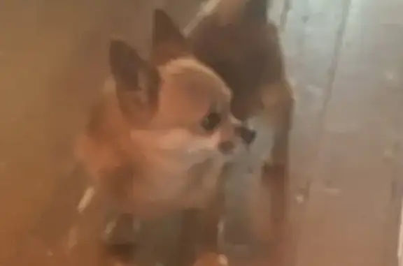 Найдена собака, Ярославль, фото: Найдена собака, Старое Костромское шоссе