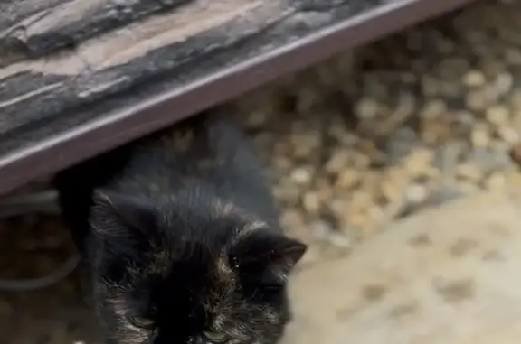 Найдена кошка, Московская область, фото: Кошка найдена, Московская область