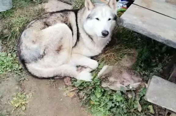 Найдена собака, Ярославская область, фото: Собака найдена в Курбском, Ярославская обл.