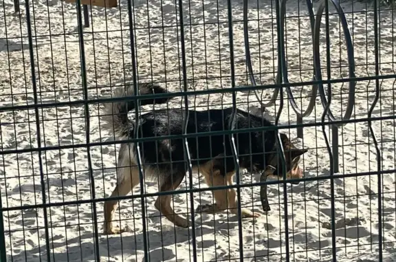 Собака найдена, ул. Н. Фёдорова, Тюмень