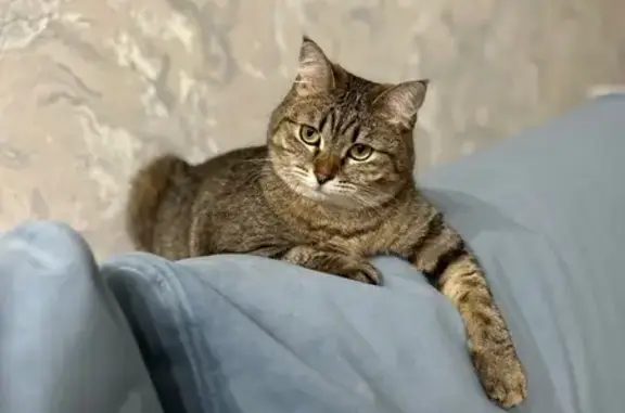 Кошки потеряшки, , фото: Потеряшка кошка на Кедровой улице