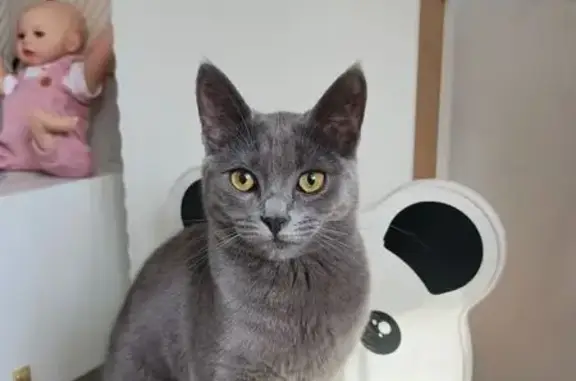 Пропала кошка, ул. 50 лет ВЛКСМ, 35/2