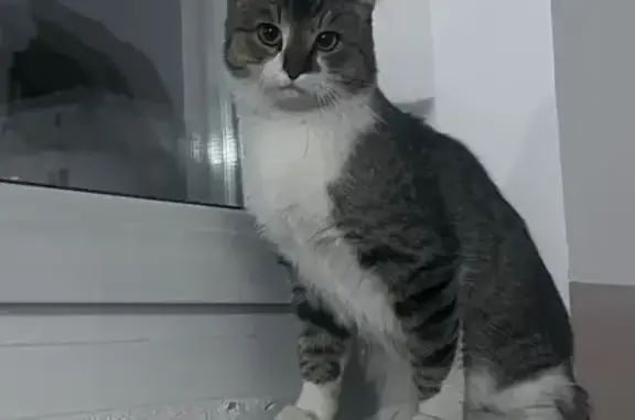 Найдена кошка, Новосибирск, фото: Кошка найдена на ул. Тюленина, Новосибирск