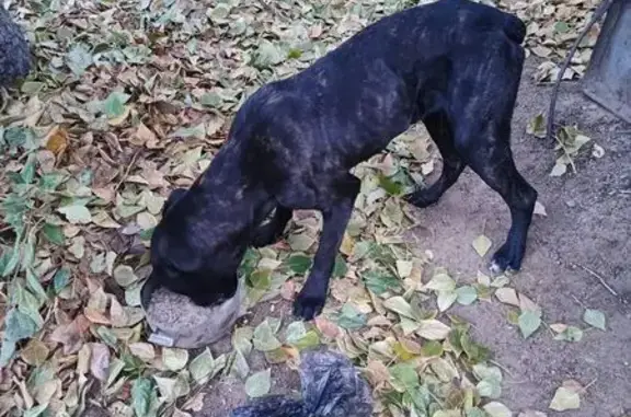 Найдена собака, Улан-Удэ, фото: Собака найдена у Айболита, ул. Лебедева