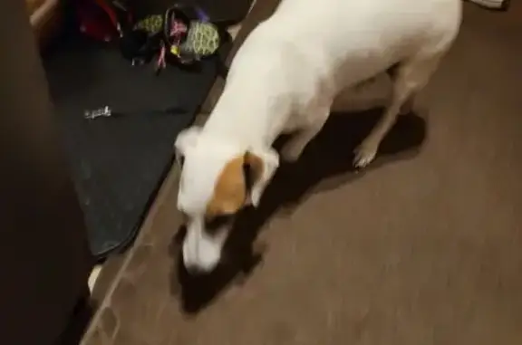 Найдена собака, Могилёв, фото: Собака найдена, ул. Народного Ополчения, Могилёв