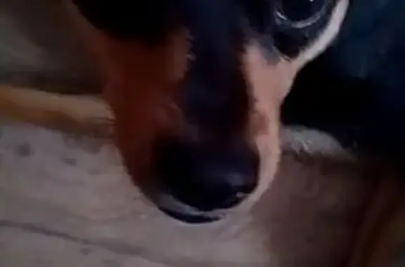 Пропала собака, ул. Суворова, Хабаровск