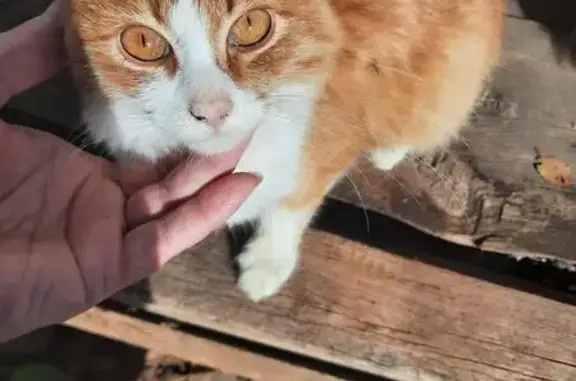 Найдена кошка, Астрахань, фото: Котик найден: ул. Комарова, Астрахань