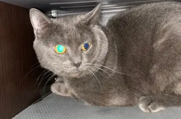 Найдена кошка, Санкт-Петербург, фото: Найдена кошка, Киришская ул., СПб