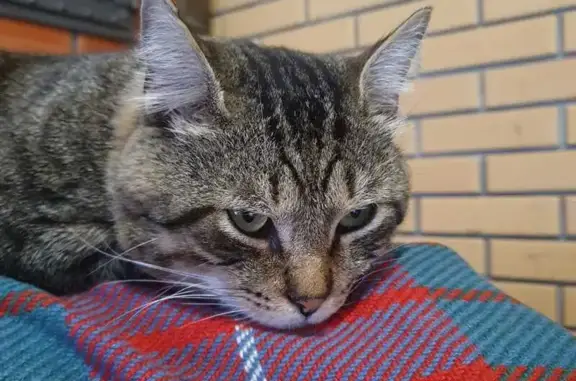 Кошки потеряшки, Балашиха, фото: Потеряшка кошка, Советская ул., Балашиха