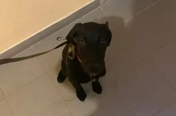 Собака найдена: ул. Красина, 46, Тверь