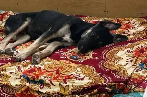 Пропала собака Мамура, ЗАТО Знаменск