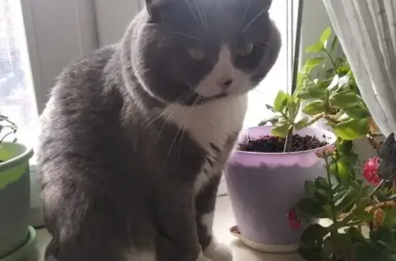 Пропала кошка, Заокский р-н, Центр. ул.