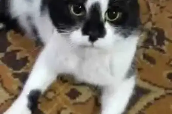 Пропала кошка, ул. Фролова, 7А, Ковылкино