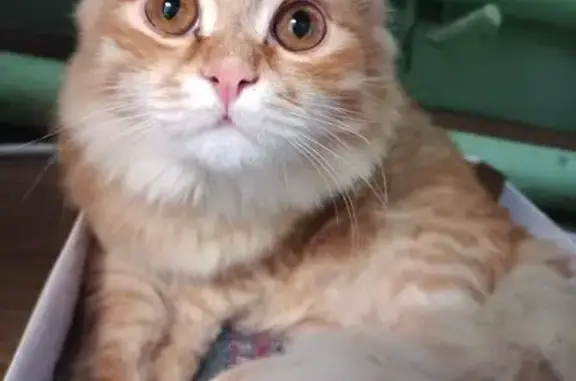 Найдена кошка, Ульяновск, фото: Кошка найдена на проспекте Гая, 87
