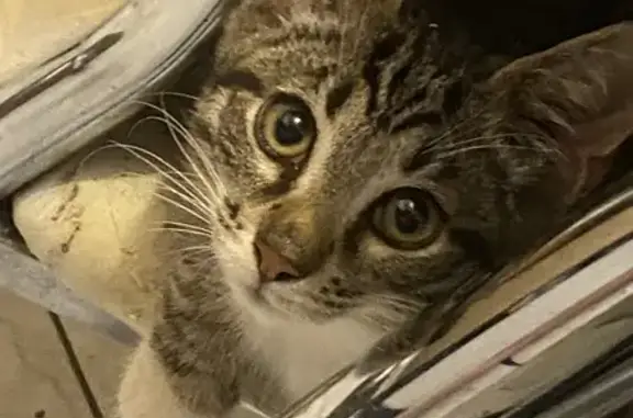 Пропала кошка, Малыгина 18 к1, Москва