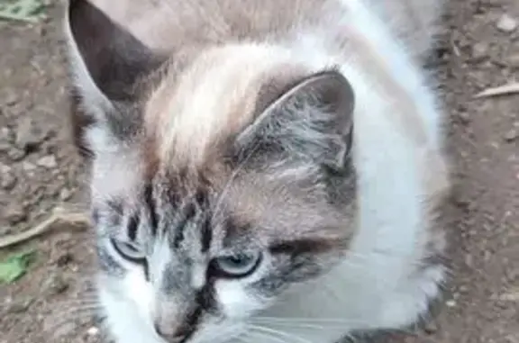 Пропала кошка, ул. Туристов 25, Алушта