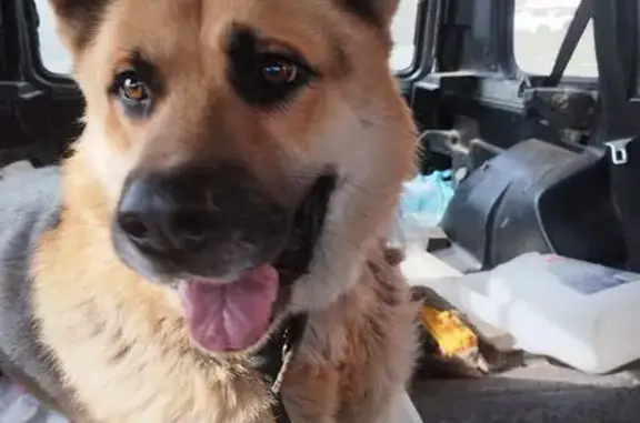 Найдена собака, Ростов-на-Дону, фото: Овчарка найдена, бульвар Комарова, Ростов