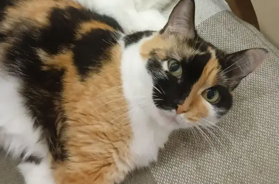 Кошки потеряшки, Нижняя Салда, фото: Потеряшка кошка, ул. Окт. Революции, 36