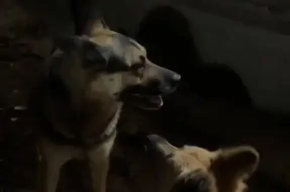 Собаки потеряшки, Саратов, фото: Потеряшка собака, 4-й Лагерный, Саратов