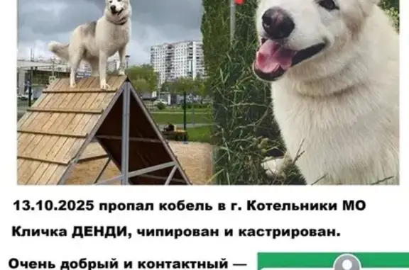 Пропала собака, Люберцы, 105