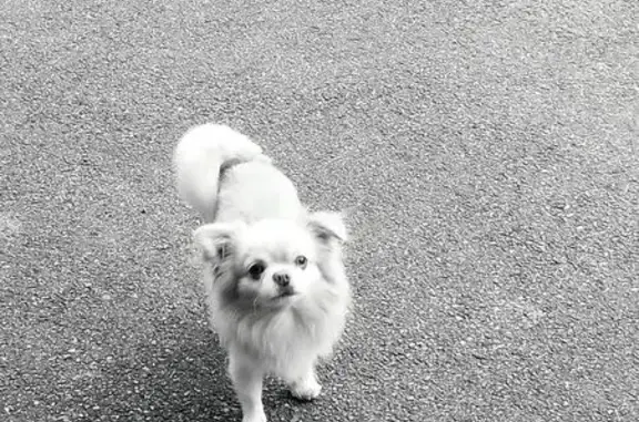 Пропала собака, СПб