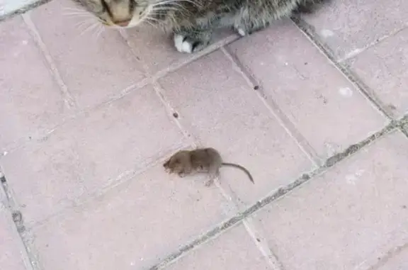 Кошки потеряшки, Томск, фото: Потеряшка кошка, Томск, Академический 8/3