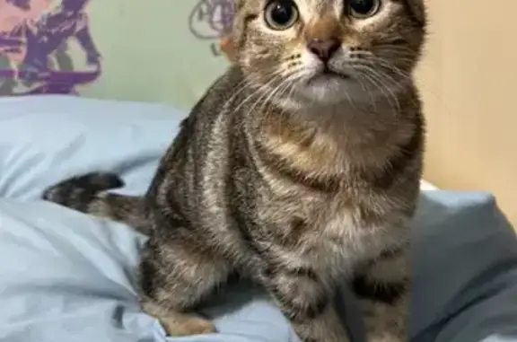 Котенок найден у Королевских ворот, Калининград