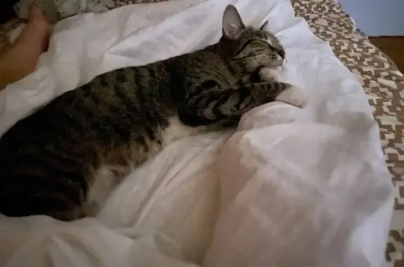 Пропала кошка, ул. Космонавтов, 12, Люберцы