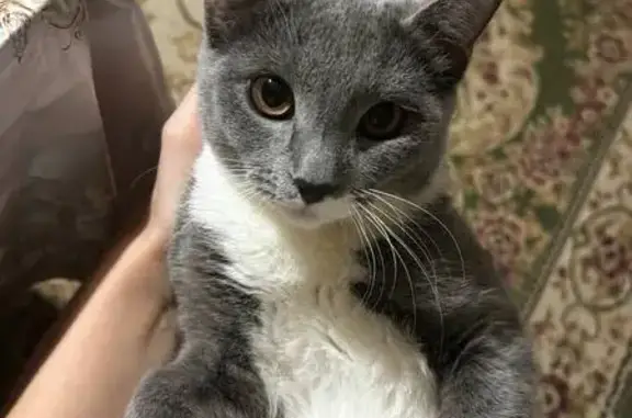 Пропала кошка, Лугопольская 31, Волгоград