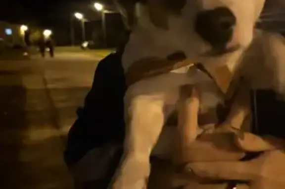 Собака найдена: ул. 40 лет Октября, 23В