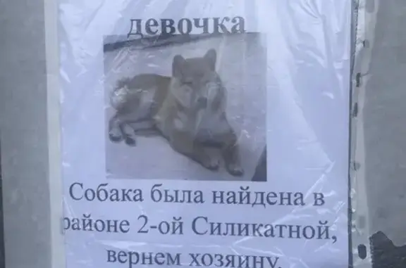 Собака найдена: ул. Туполева, 61А, Тверь