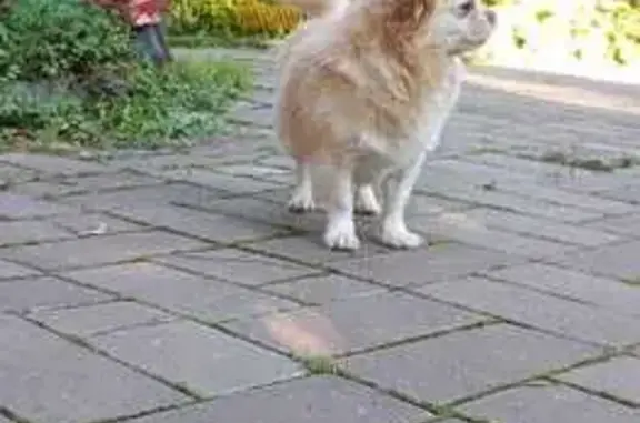 Пропала собака, Левашово, СПб