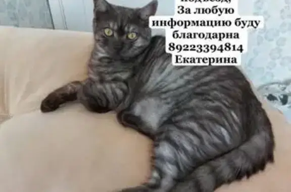 Пропал кот, ул. Пожарского 14, Пермь