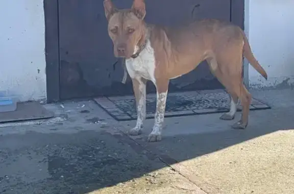 Найдена собака, Симферополь, Крым