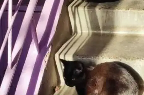 Найдена кошка, Новосибирск, фото: Кошка найдена: ул. Б. Богаткова, 212