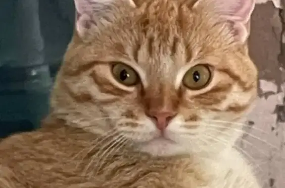 Кошки потеряшки, Гагино, фото: Потеряшка кошка, ул. Энергетиков, 1, Гагино