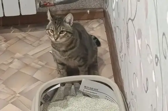 Пропала кошка у Магнита, Набережная 129