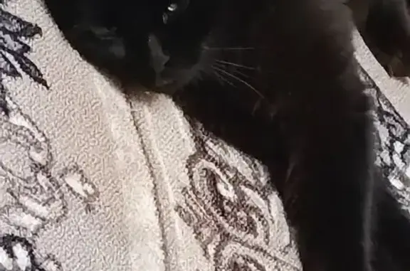 Пропала кошка, ул. Гагарина 65/7, Жуковский