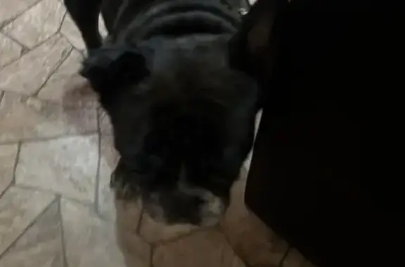 Найдена собака, Саранск, фото: Собака найдена: Солнечная ул., 5, Саранск