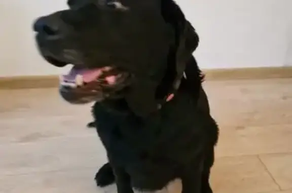 Найден лабрадор, Туристская ул, 25 к4