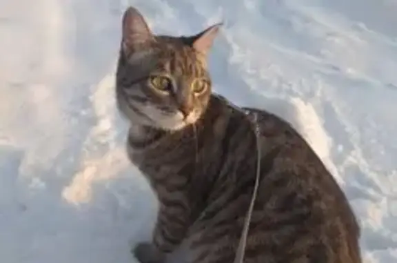 Пропала кошка, 20, Озёрск