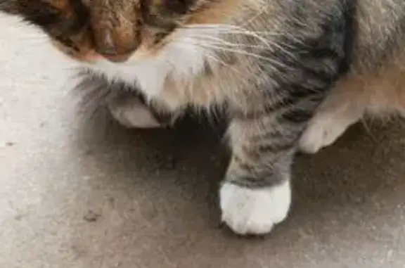 Объявления о пропавших и найденных животных, Кострома, фото: Кошка найдена: Некрасовское ш., 187, Кострома