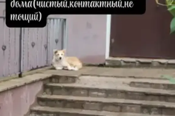 Найдена собака, Псков, фото: Собака найдена: Народная ул., 15, Псков