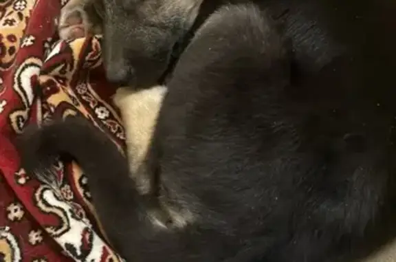 Найдена собака, Сысерть, фото: Найдена собака, ул. Коммуны 48, Сысерть