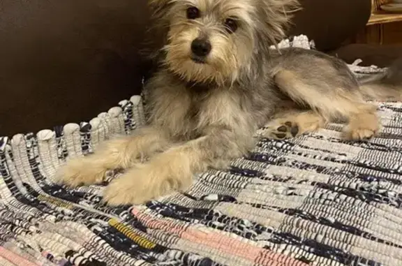 Найдена собака, , фото: Найдена собака, Никольск, Пензенская обл.