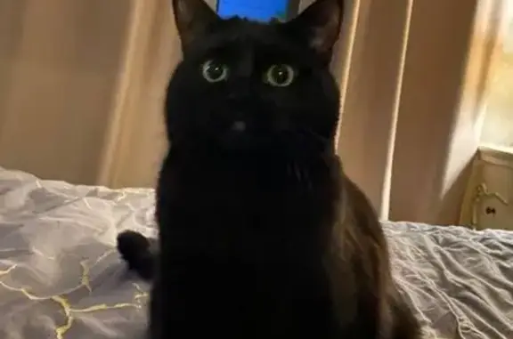 Кошки потеряшки, Скопин, фото: Потеряшка кошка, ул. Карла Маркса, 269