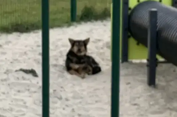 Найдена собака, Тюмень, Тюменская обл.